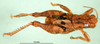 CollectionObject 1501213; e019dd78-e78f-449c-b0be-09f5648aaba7, DORSA BA000165S01: male, dorsal view (holotype). (CollectionObject).