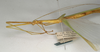 CollectionObject 1559974; NMW 1030, 125b9c93-d5c5-4603-938a-1c1bf2bfaa16: copyright NMW, Vienna. female: head and thorax, lateral view (lectotype). (CollectionObject).