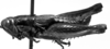 CollectionObject 1567236; 0015a382-bf13-4c78-996e-5ddac45e743d: male, lateral view (syntype). (CollectionObject).