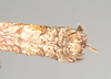 CollectionObject 1561348; NHMUK(SF IMPORT DUPLICATE) 845172-845173, 023e3109-caa2-4943-bf8c-569cbda484df: copyright Natural History Museum, London. male: end of abdomen, dorsal view (syntype). (CollectionObject).