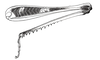 Rhammatocerus palustris Carbonell, 1988: Fig. 5. Male, right hind leg. (Otu).