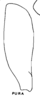 Subgenital plate: (Observation).