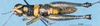 CollectionObject 1577147; 3df1f56e-1dbc-4083-8084-933f82790208: male, dorsal view (paratype). (CollectionObject).