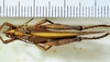 CollectionObject 1498823; 4a602b88-4efd-4ea4-b8d1-3ecc68a55799: 2012. male, dorsal view. (CollectionObject).