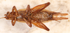 Bofana mirifica Otte & Perez-Gelabert, 2009: male, ventral view. (Otu).
