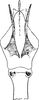 Aedeagus, ventral view on Cechenotettix martini (Lethierry, 1883): Aedeagus, ventral view. (Observation).
