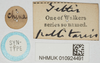 CollectionObject 1518021; 81beea2e-b894-4927-97b0-272bb968ff41, NHMUK010924491: male (syntype), labels. (CollectionObject).