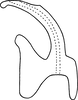 Aedeagus, lateral view on Erythridula penelutea (Beamer, 1930): Aedeagus (paratype), lateral view. (Observation).
