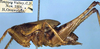 Alfredectes browni Rentz, 1988: male, lateral view (paratype). (Otu).