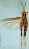 CollectionObject 1580261; 0819131f-a6db-4edd-942d-9f7815a1dbc6: male, dorsal view (paralectotype). (CollectionObject).