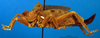 CollectionObject 1500340; 1bddc9bd-baaf-48f9-b714-5ad9d0eaca3e: female, lateral view (lectotype). (CollectionObject).