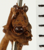 CollectionObject 1529934; e6db05fe-1a4a-4610-a676-b0a62fe8b5df: male, frontal view (holotype). (CollectionObject).