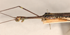CollectionObject 1560597; fab6d130-aa08-4e22-84f4-e61b5efd3ef2: copyright OUMNH. male: head & thorax, lateral view of Phasma (Necroscia) filum (holotype). (CollectionObject).