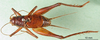 CollectionObject 1501007; 9b2f206d-dd5d-45d5-8427-80ef57df5124: male, dorsal view (lectotype). (CollectionObject).