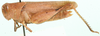 Eucoptacra torquata Bolívar, 1912: female, lateral view. (Otu).