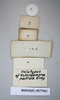 CollectionObject 1552809; NHMUK(SF IMPORT DUPLICATE) BMNH(E) 877061, c7c37f6c-fffa-4fd7-a8d8-2a67167aa121: Copyright NHM, London. Holotype female of Heterolampra pallida, data labels (reversed). (CollectionObject).