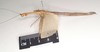 CollectionObject 1562029; eca50ffd-5ecd-4700-bb73-81f80c633884: copyright Natural History Museum, London. female, lateral view of Necroscia sipylus (paralectotype). (CollectionObject).;CollectionObject 1562030; 7567f662-c345-4d65-8ecb-01c7d6d4ef45: copyright Natural History Museum, London. female, lateral view of Necroscia sipylus (paralectotype). (CollectionObject).