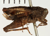 CollectionObject 1571066; 22efaac3-d0fd-4ca1-b309-ce74d74ebcc8: female, lateral view (syntype). (CollectionObject).