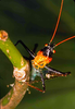 CollectionObject 1536715; 1e7ff0e8-65c0-4dae-8382-26688b36b1a8, CH4002: male, frontal view. (CollectionObject).