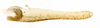 Subgenital plate, ventral view on Chilenana chilena DeLong & Freytag, 1967: Male [DZRJ]: subgenital plate, ventral view. (Observation).