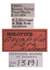 Other on Docalidia fibra Nielson, 1979: (Observation).
