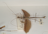 CollectionObject 1559668; e70602ff-800d-4997-bba6-2b38a3242b19: copyright OUMNH. male, lateral view of synonym Necroscia euplectes (holotype). (CollectionObject).