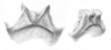 Ceuthophilus (Geotettix) silvestris Bruner, 1886: Figs. 80-80a. epiphallus. (Otu).