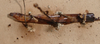 CollectionObject 1561984; 92eda11f-c239-4749-b3c5-860bd8f50183: copyright NZSI, Calcutta. female: end of abdomen, ventral view (holotype). (CollectionObject).