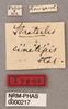CollectionObject 1562144; ae693930-b631-4500-b1c0-e462940c3224: copyright NHRS, Stockholm. female, data labels (holotype). (CollectionObject).