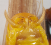 CollectionObject 1591836; bbe9770f-f5d7-4665-abef-072b32575207: male abdomen tip, ventral view. (CollectionObject).