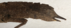 CollectionObject 1562282; 3813ff42-63a3-4e99-bd1e-149de5394a5e: copyright NMW, Vienna. female: end of abdomen, lateral view (syntype). (CollectionObject).;CollectionObject 1562283; 6e4eea79-1b78-489c-885c-4d1ec513ffc5: copyright NMW, Vienna. female: end of abdomen, lateral view (syntype). (CollectionObject).