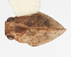 Habitus, dorsal view on Aztecus mexicanus (Kirkaldy, 1909): (Observation).