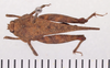 CollectionObject 1572358; 10b21892-d391-4419-b9ba-c6d40ad5de46: female, dorsal view (syntype). (CollectionObject).