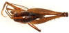 CollectionObject 1499230; 76d7d00c-0693-46df-9302-1681b8fd8e83: male, dorsal view (holotype). (CollectionObject).