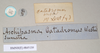 CollectionObject 1560632; NHMUK(SF IMPORT DUPLICATE) 845139, 9a2db723-7603-46b6-9b6c-c654ddfdce00: copyright Natural History Museum, London. female of synonym Aschipasma catadromus, data labels [reversed as applicable] (lectotype). (CollectionObject).