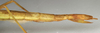 CollectionObject 1558405; NMW 749, 19b829f9-96e2-4779-baea-4a1041e4609a: copyright NMW, Vienna. female: end of abdomen, lateral view of synonym Diura discolor (syntype). (CollectionObject).