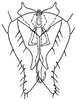 Subgenital plate, ventral view on Flexamia sandersi (Osborn, 1907): genital capsule, ventrally. (Observation).