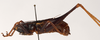 CollectionObject 1534472; e0ed2c48-dc6e-4c92-a328-01df0f68ad7b: male, lateral view (holotype). (CollectionObject).
