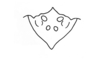 Seabracris cincta cincta (Saussure, 1859): Fig. 215. male epiproct (from Barrolandia). (Otu).