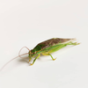 CollectionObject 1584024; 5b1a14dc-72c1-456a-ad64-ba30a260a5d4: male. (CollectionObject).