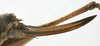 CollectionObject 1539770; 68016413-708a-4add-a030-55150933854f: female ovipositor (holotype). (CollectionObject).