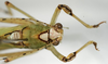CollectionObject 1503502; 7376d0d2-dd27-4f47-b156-d7fcfc888bc8: male pronotum, dorsal view (holotype). (CollectionObject).