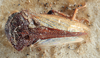 Habitus, dorsal view on Pogonella minuta (Goding, 1903): (Observation).