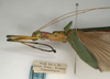 CollectionObject 1557544; NMW 1157, b63bd00a-9252-4020-bdc3-16046cbe55b5: copyright NMW, Vienna. female: head and thorax, lateral view (lectotype). (CollectionObject).