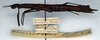 CollectionObject 1557462; 402dd993-b64e-45e0-af9a-9d5ef09739c8: copyright NMW. female, lateral view (syntype). (CollectionObject).;CollectionObject 1557463; c9c4129f-6f3a-46c1-b8f2-37897d7742ae: copyright NMW. female, lateral view (syntype). (CollectionObject).