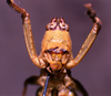 CollectionObject 1541579; b3500632-4053-4d59-a5b3-b46e6b6cafb4: male frons. (CollectionObject).