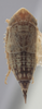 Habitus, dorsal view on Athysanella (Pectinapyga) texana (Osborn, 1930): Dorsal - Female. (Observation).