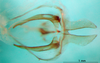 CollectionObject 1501763; a16ccdfd-aaba-4bca-93f6-acf249a6cc61: male phallus, dorsal view (paralectotype). (CollectionObject).