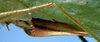 CollectionObject 1531676; fe075738-bd40-4c0c-8a6f-6277ec14f765: ovipositor (holotype). (CollectionObject).