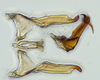 Aedeagus, ventral view: (Observation).